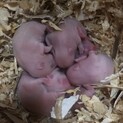  ゴールデンハムスター 2月12日生まれ 赤ちゃん