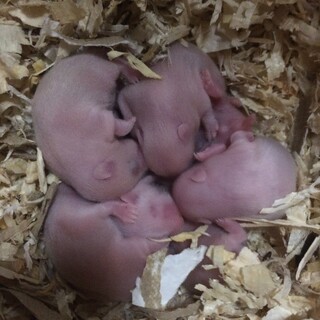  ゴールデンハムスター 2月12日生まれ 赤ちゃん