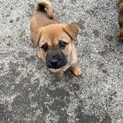 保護犬を迎えませんか？