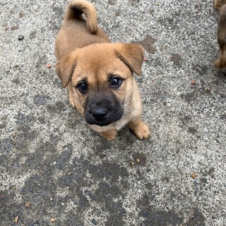保護犬を迎えませんか？