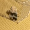 2020年7月1日 デンとクマの交尾 