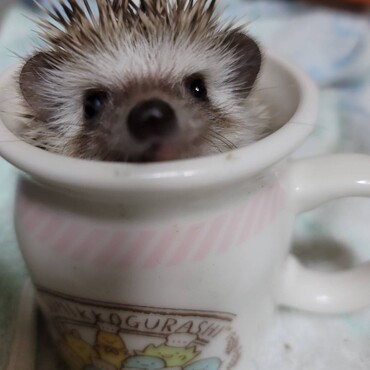 の写真