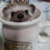の写真