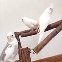 オカメインコの里親募集