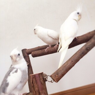 オカメインコの里親募集