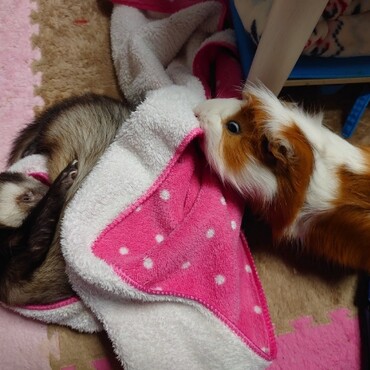 地べたで寝落ちたルックさん…この直後、飛び越え損ねたぷみこに踏まれました(笑)