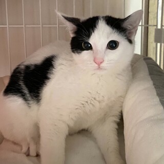 かがやく美しさとふわふわ被毛の白黒ちゃん