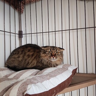 ノルウェージャンフォレストのミックス超美しい女の子