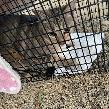 tnr