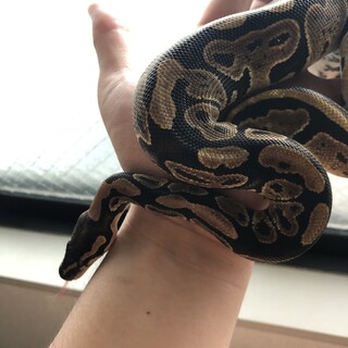 ボールパイソンです