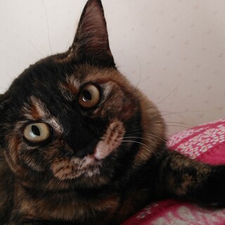 アニメのようなマズルが可愛いサビ猫オリビアです。