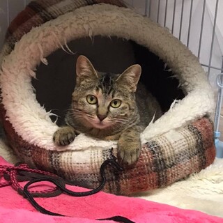 ゆずみ、里親さま決定！ありがとうございました♥️