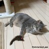 最近になって大分慣れてきたのかオモチャでも遊んでくれるようになりました♪