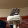 キャットタワーにも慣れました✨