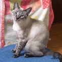 しん