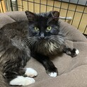 白い足先が可愛い黒猫　レオ❣️
