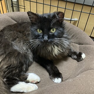 白い足先が可愛い黒猫　レオ❣️