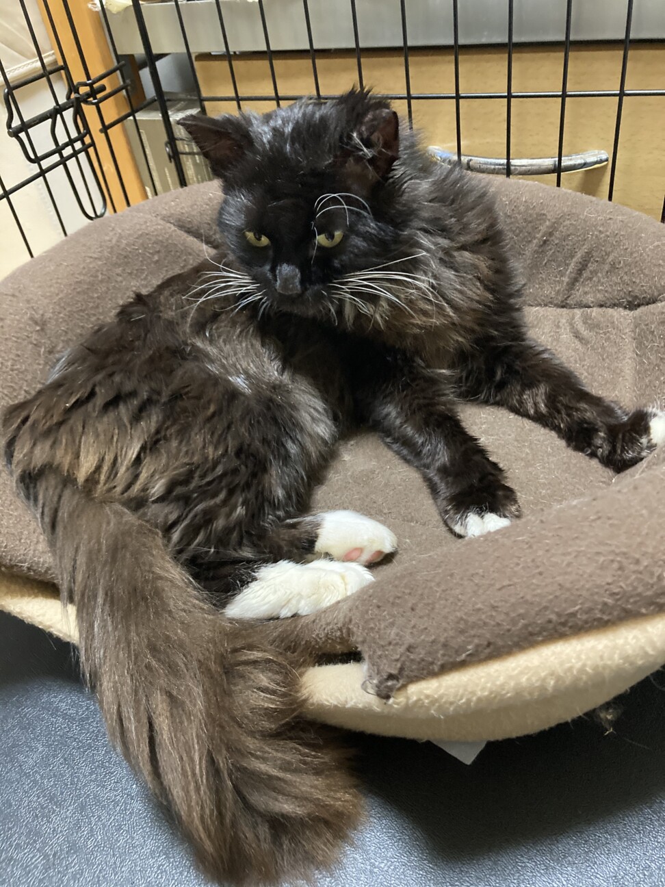 白い足先が可愛い黒猫 レオ❣️」千葉県 - 猫の里親募集(355808 