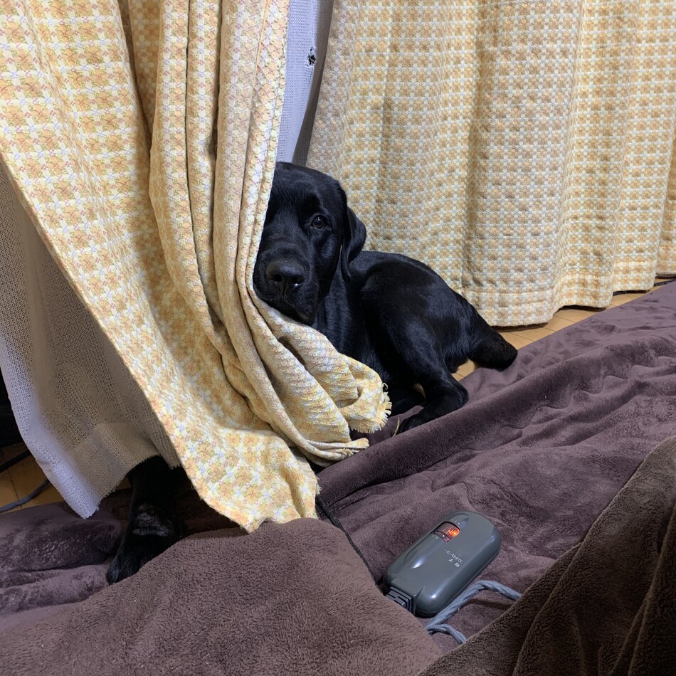 佐吉のカバー写真