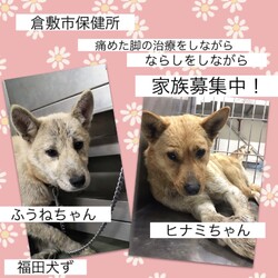 「倉敷っ子うららちゃんのからの応援→全頭譲渡決定！」サムネイル2