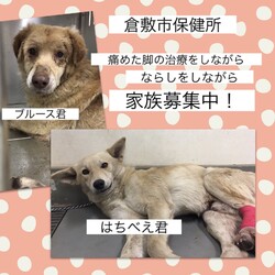 「倉敷っ子うららちゃんのからの応援→全頭譲渡決定！」サムネイル3