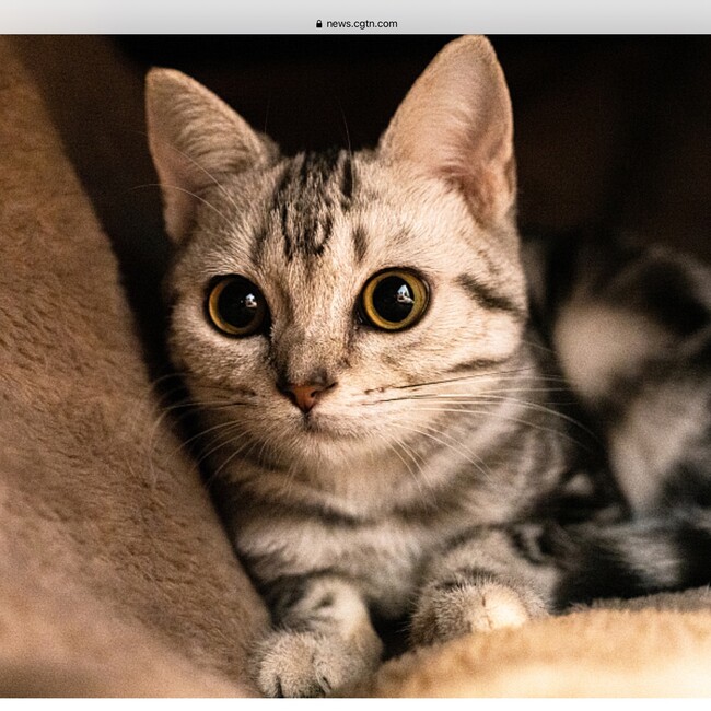 エスター５のカバー写真