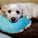 里親募集！！ミックス犬