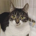 クリクリした大きな眼が印象的な若い美猫のトトちゃん