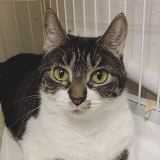 クリクリした大きな眼が印象的な若い美猫のトトちゃん