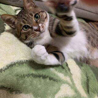 とても人懐っこいです