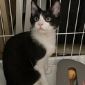 【ありがとうございました！】里親さん募集中