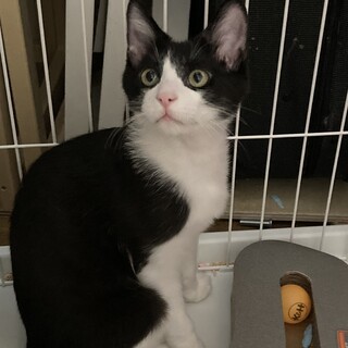 【ありがとうございました！】里親さん募集中