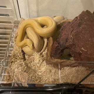 コーンスネークです