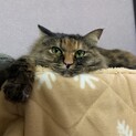 寂しがり屋なネコさんです。