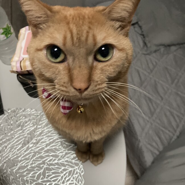 ねこたろう0913のカバー写真