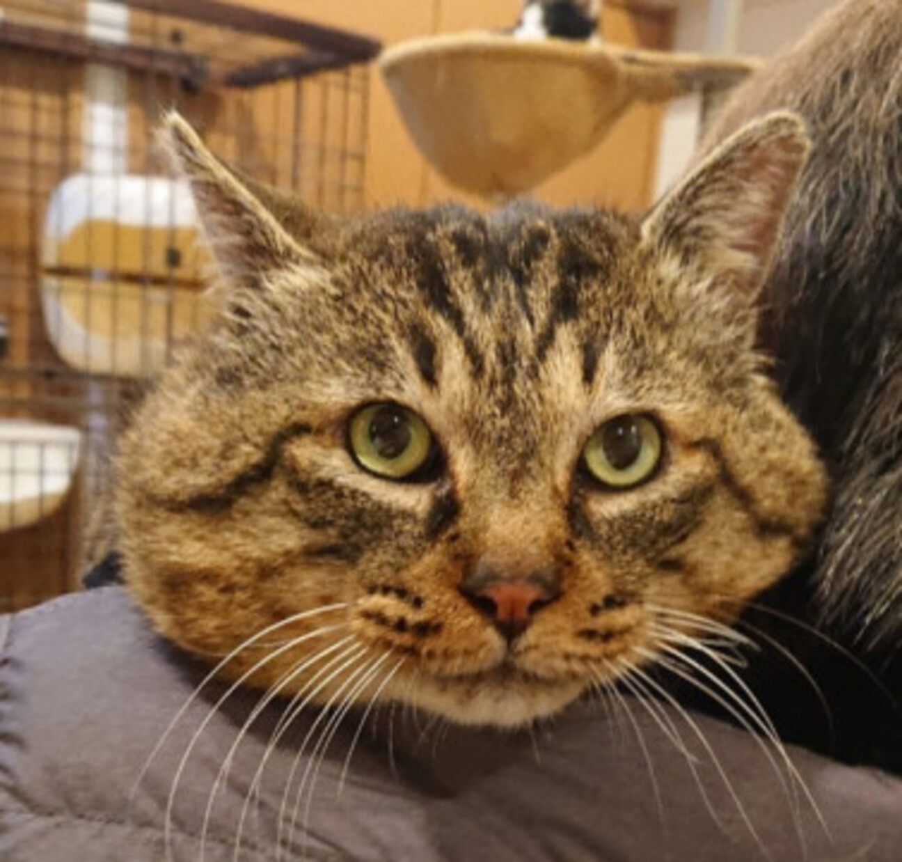 大きな顔のビビリくん 寅 東京都 猫の里親募集 ペットのおうち 月間利用者150万人