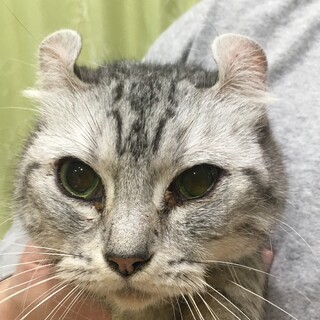 アメリカンカール女の子2才〜3才