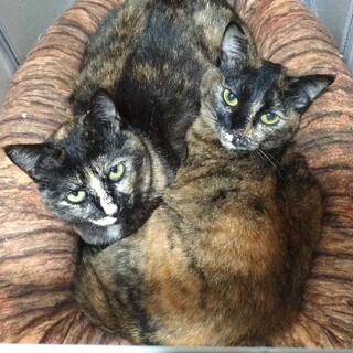 サビ猫親子　シュナと小町　5歳位と4歳　2匹一緒に