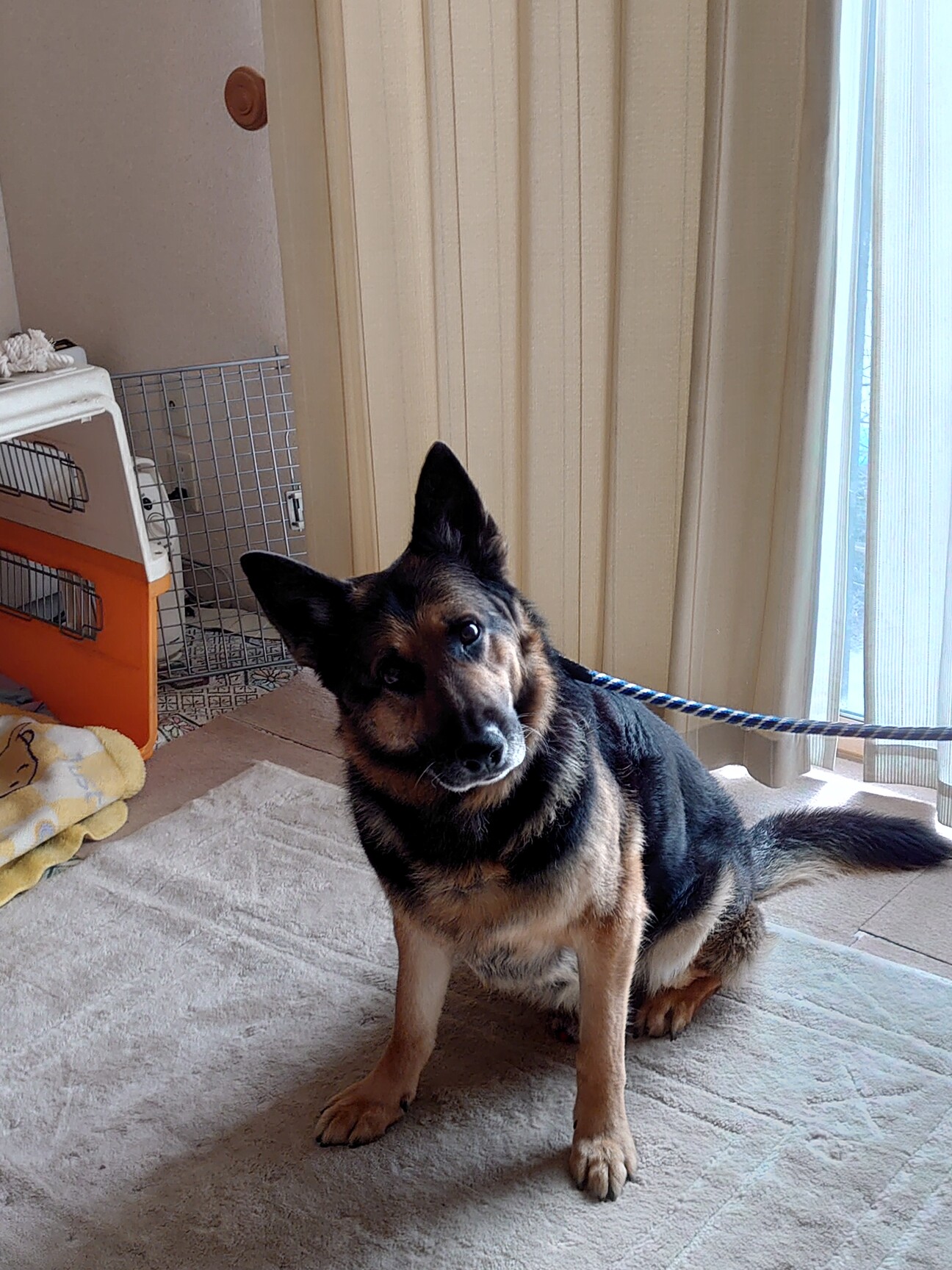 利口で愛らしいシェパード 群馬県 犬の里親募集 ペットのおうち 月間利用者150万人