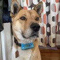 センターの元ふれあい犬　賢く優しい男の子