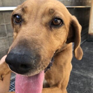 ！！急募！！元気いっぱい人懐こい女の子