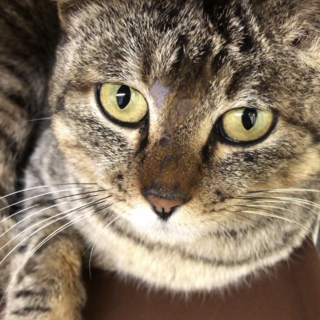 デレデレお留守番もします！女子⭐️サーバル