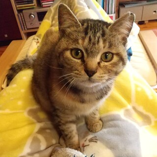 ビビりだけど抱っこ好きでフレンドリー♪キジトラちび