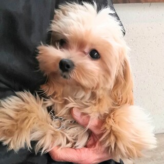 ヨーキーのレオくん