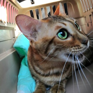 毛並みが綺麗なベンガル女の子