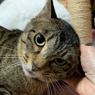 6歳8ヶ月　大柄で気は優しいキジ猫　たくみ君