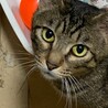 6歳8ヶ月　大柄で気は優しいキジ猫　たくみ君 サムネイル3