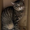 6歳8ヶ月　大柄で気は優しいキジ猫　たくみ君 サムネイル4
