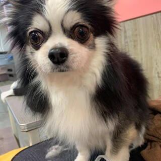 保護っこ♪ハスちゃん♪里親絶賛募集中！