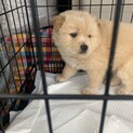 保護犬を迎えませんか？